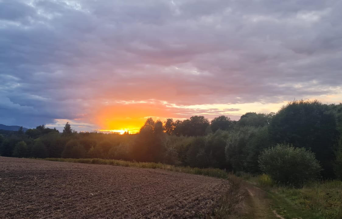 Widok na łąkę i linię lasu podczas złotego zachodu słońca pod zachmurzonym niebem.